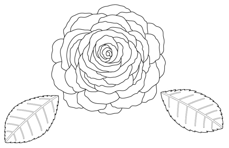 Dessin d'une rose