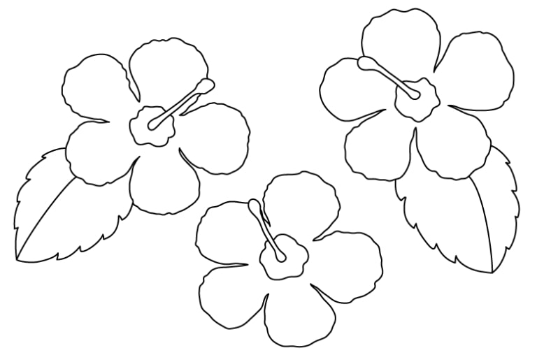 coloriage de fleurs d'hibiscus