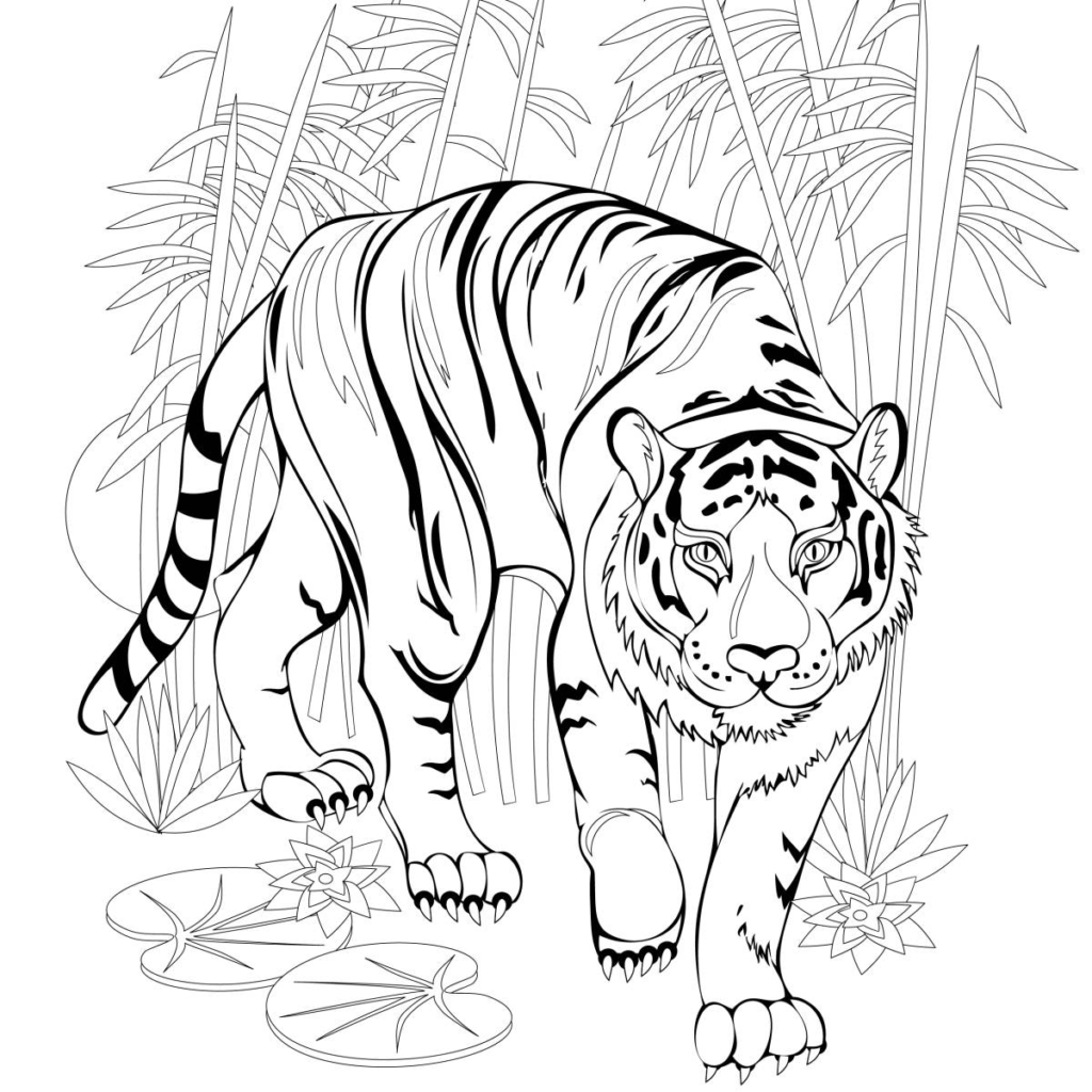 Coloriage Tigre