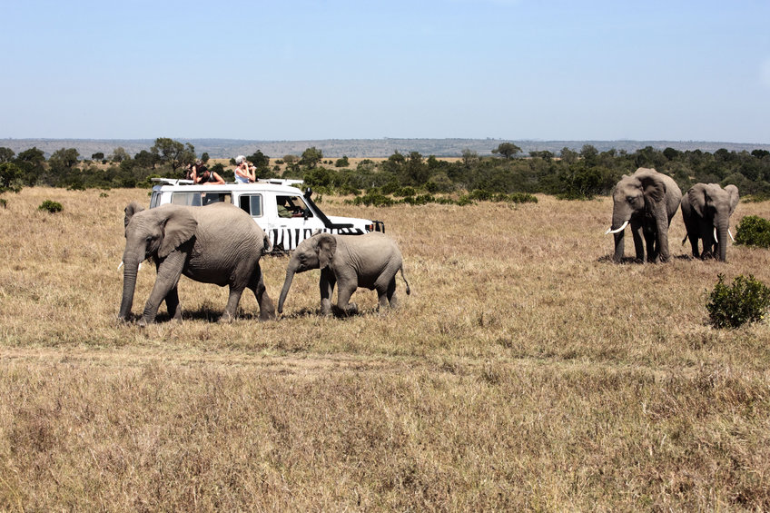 safari game drive with the elephants